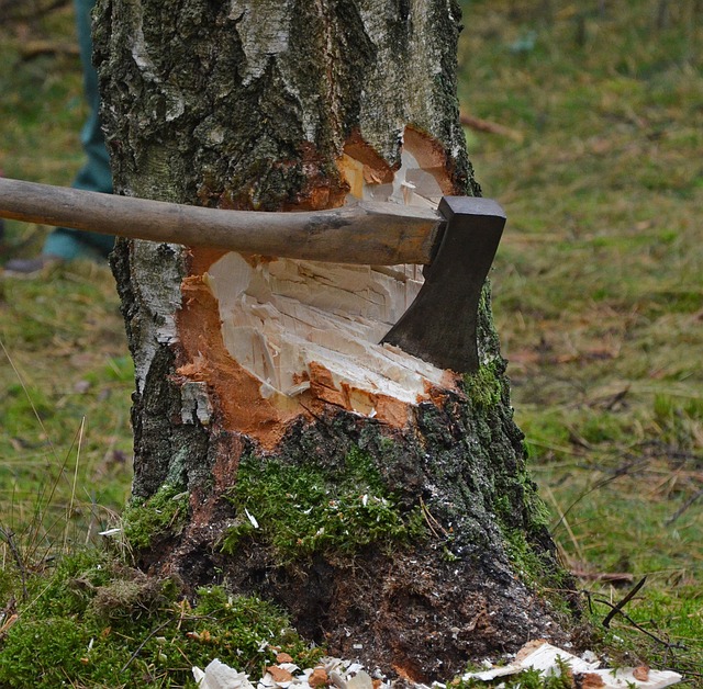 tree cut with axe